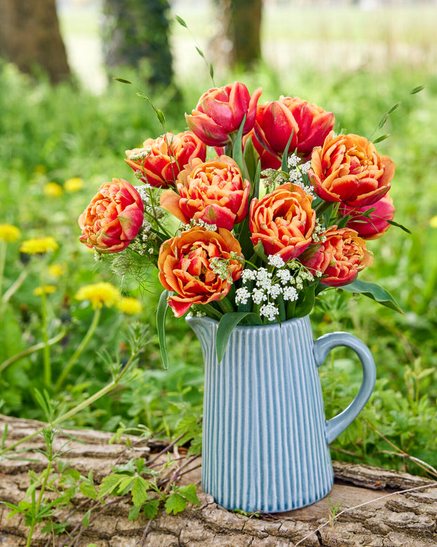 Tulip 'Congo'