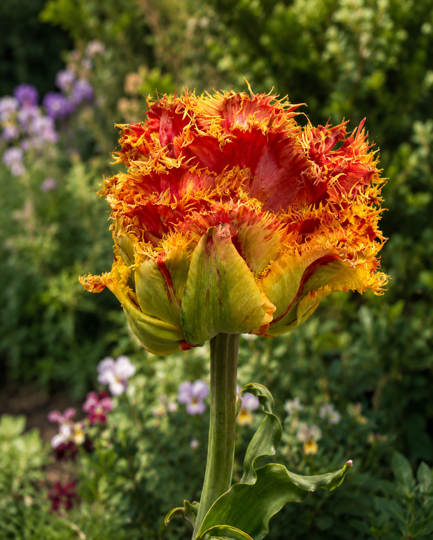 Tulip 'Copperfield'