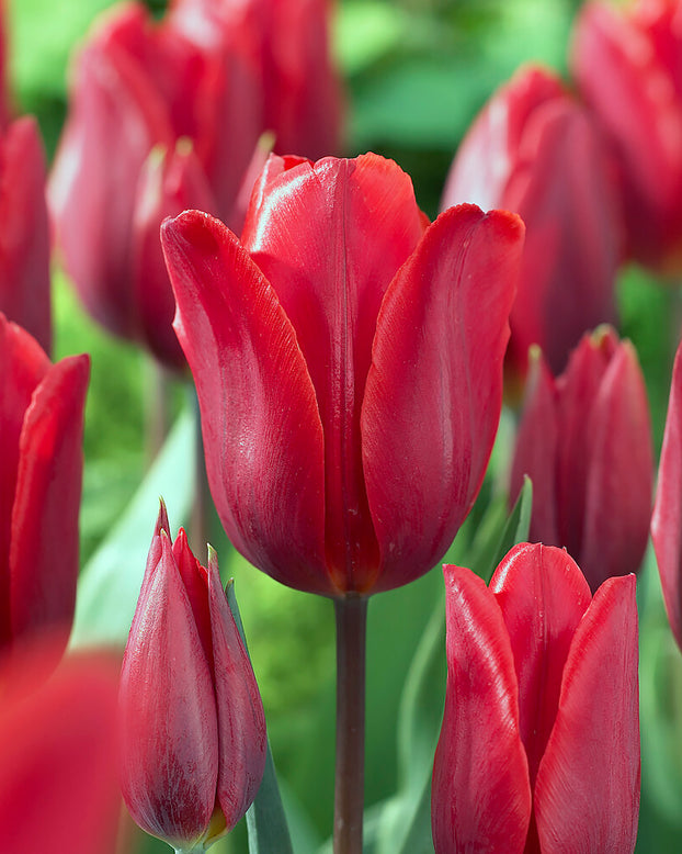 Tulip 'Couleur Cardinal'