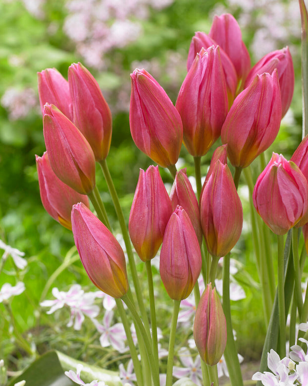 Tulip 'Daniella'