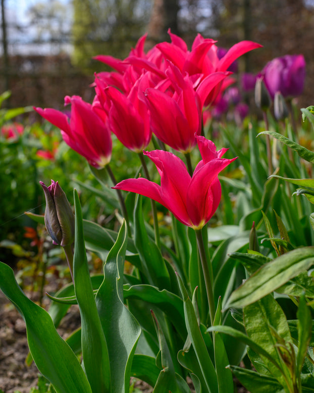 Tulip 'Doll's Minuet'