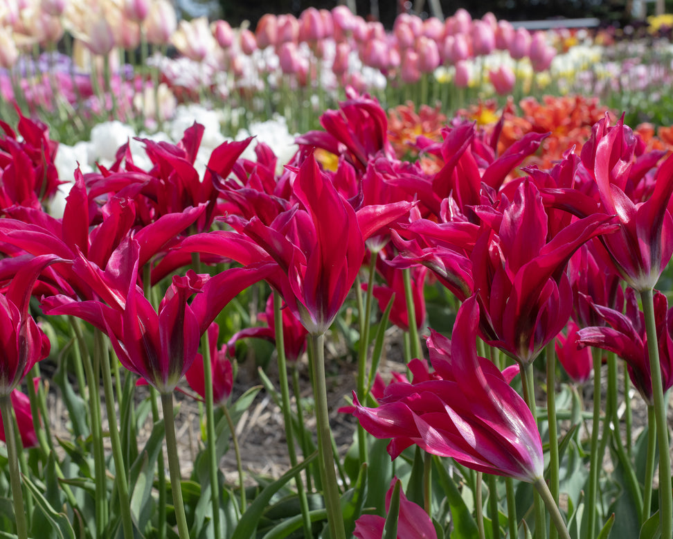 Tulip 'Doll's Minuet'