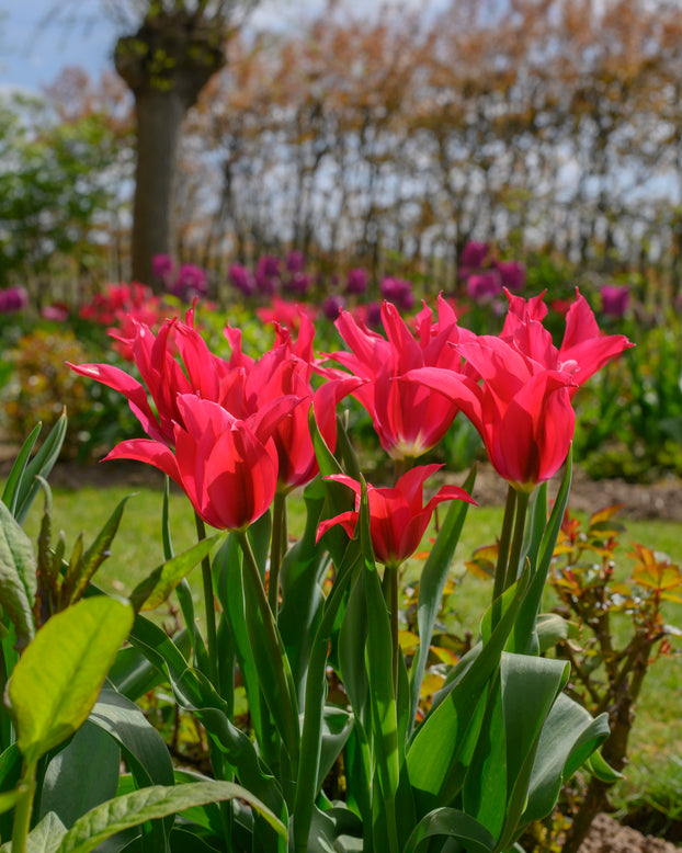 Tulip 'Doll's Minuet'