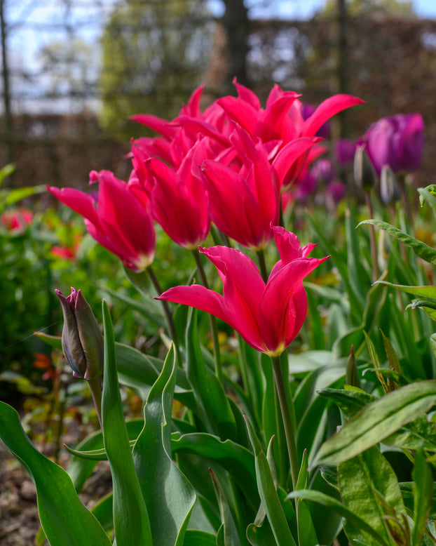 Tulip 'Doll's Minuet'