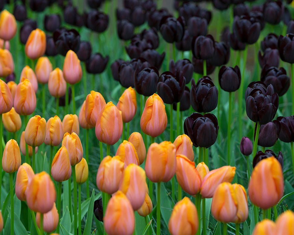 Tulip 'Dordogne'