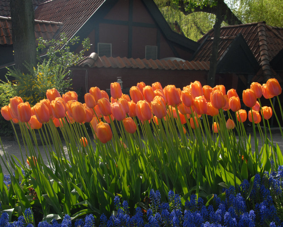 Tulip 'Dordogne'