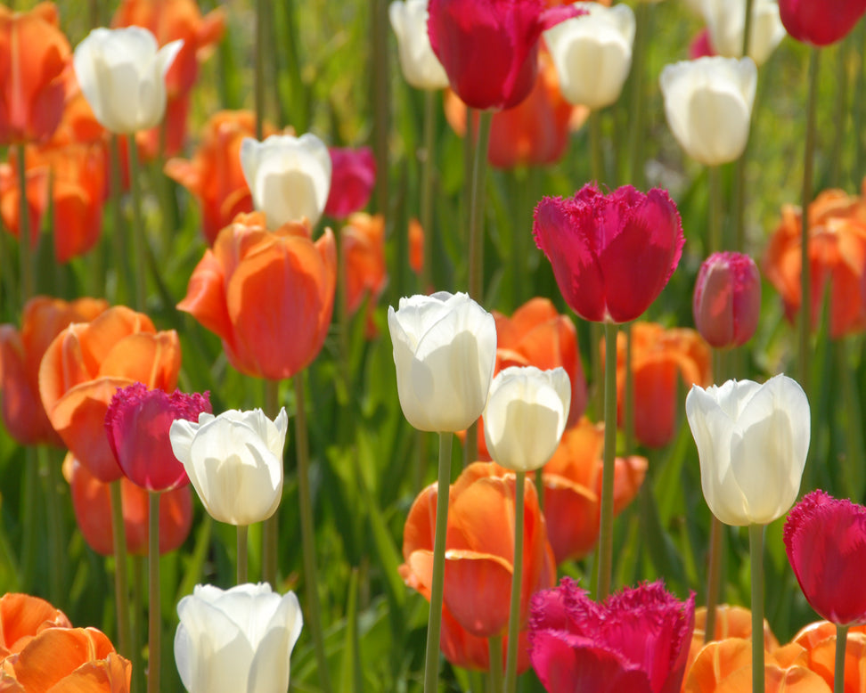 Tulip 'Dordogne'