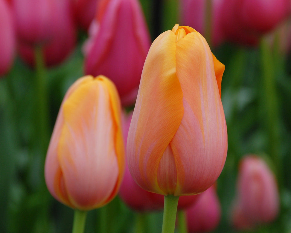 Tulip 'Dordogne'