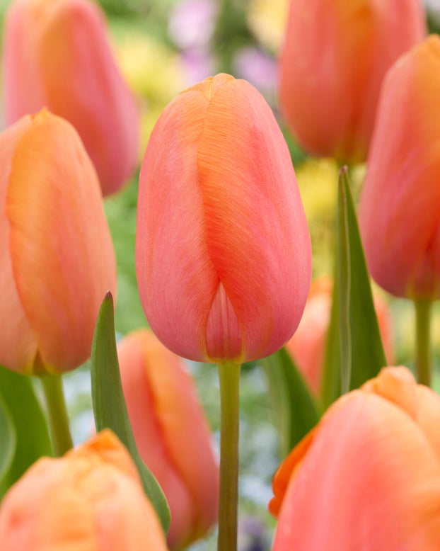 Tulip 'Dordogne'