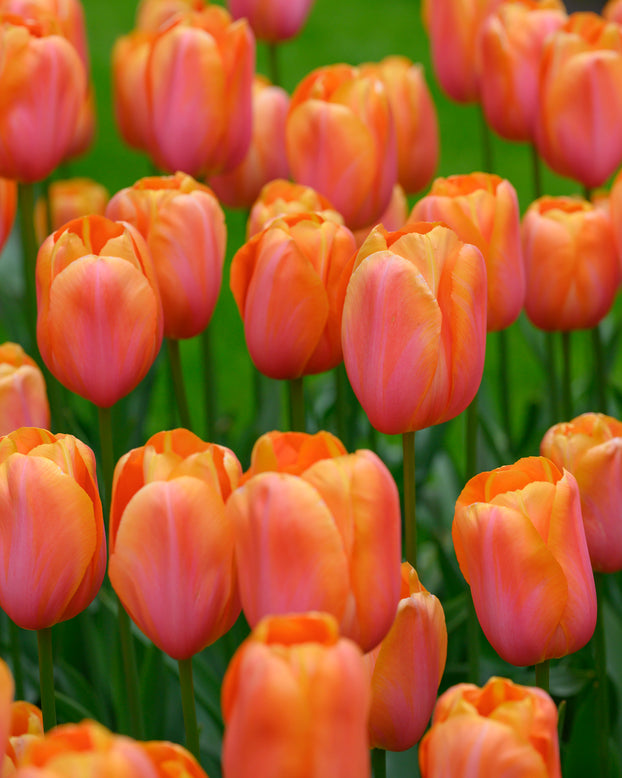 Tulip 'Dordogne'