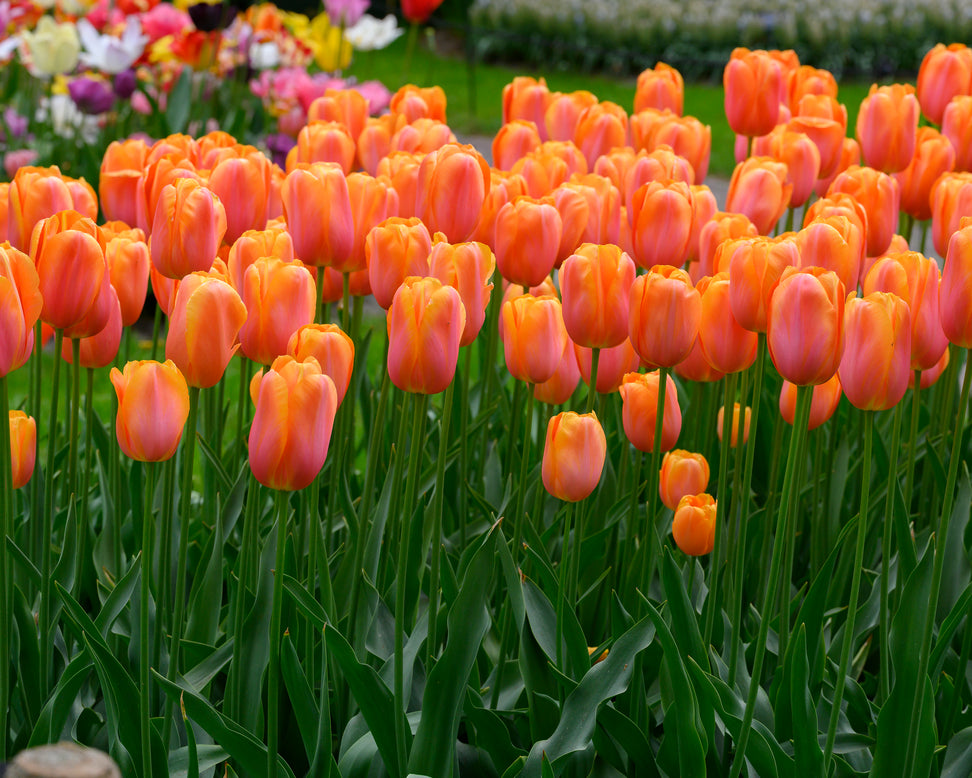 Tulip 'Dordogne'