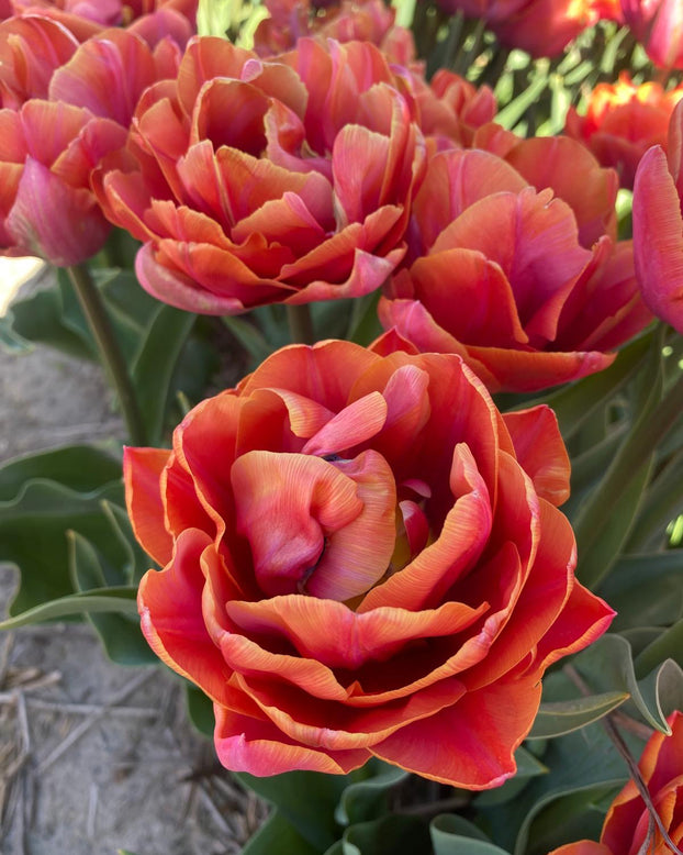 Tulip 'Double Mine'