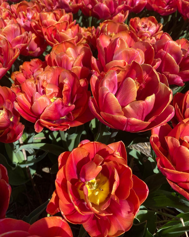 Tulip 'Double Mine'