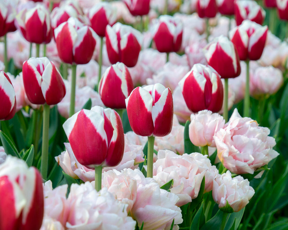 Tulip 'Dreamer'