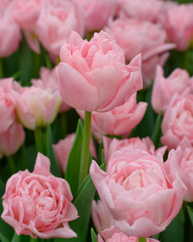 Tulip 'Dreamer'