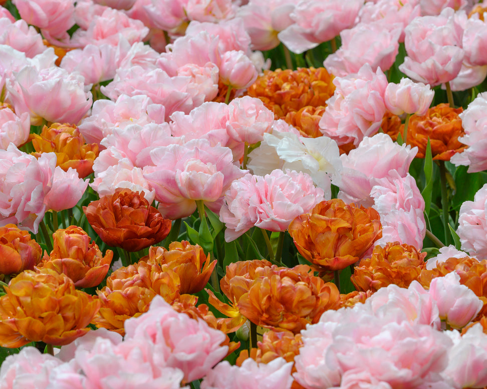 Tulip 'Dreamer'
