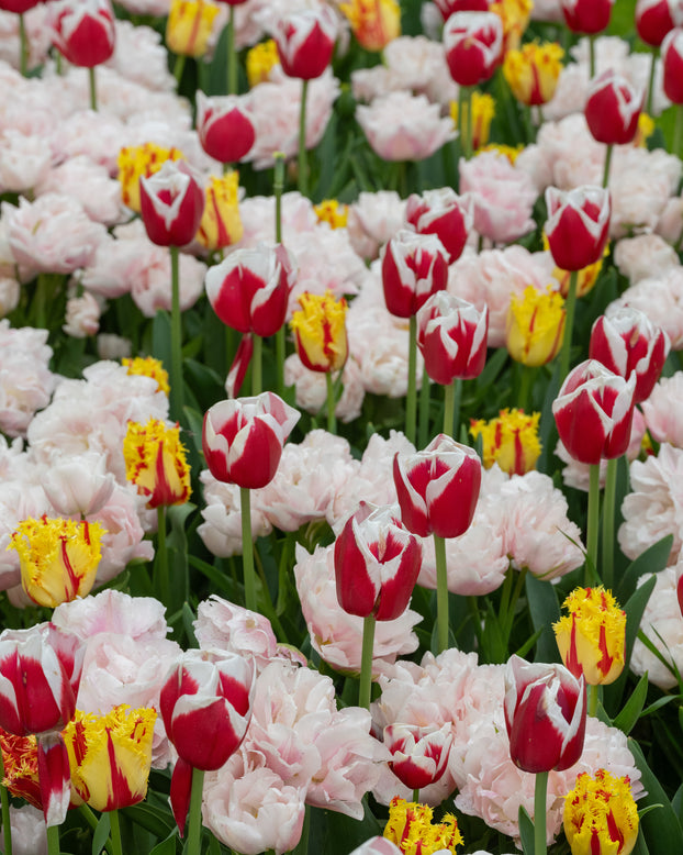 Tulip 'Dreamer'