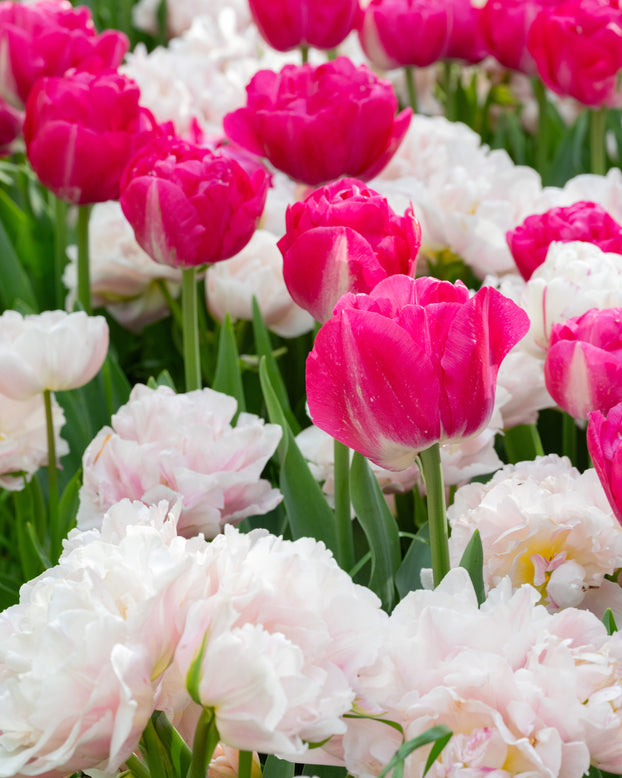 Tulip 'Dreamer'