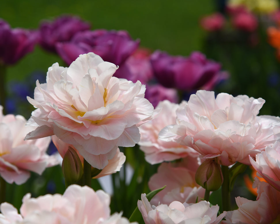 Tulip 'Dreamer'