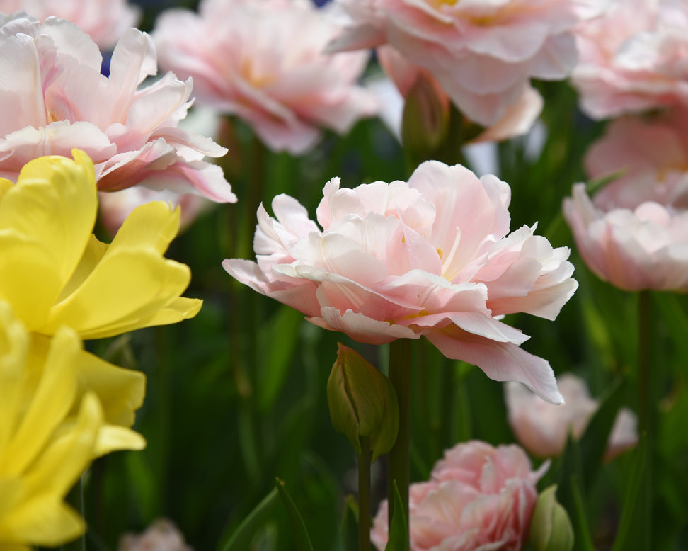 Tulip 'Dreamer'