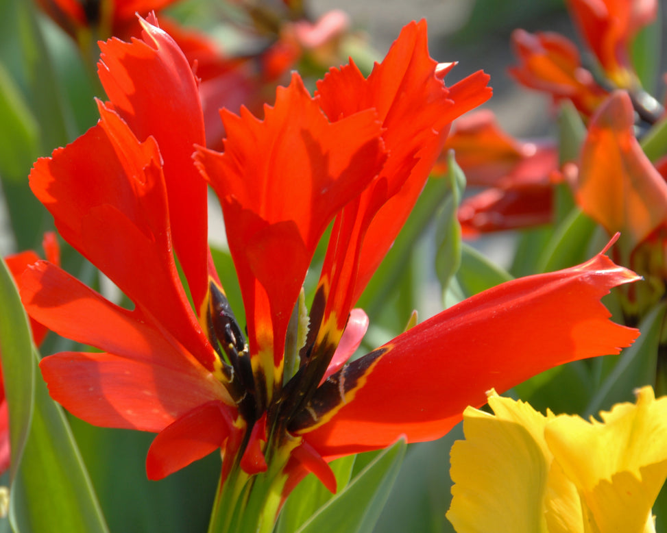 Tulip 'Exotic Bird'
