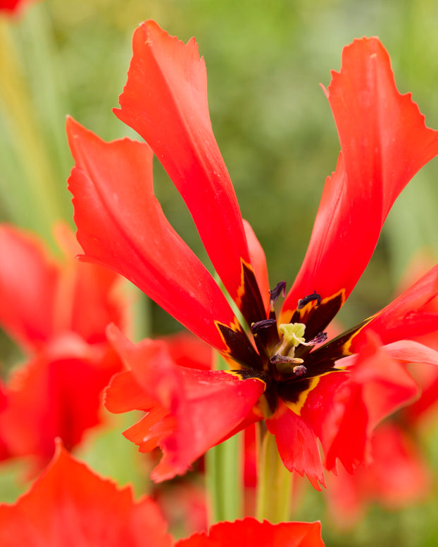 Tulip 'Exotic Bird'