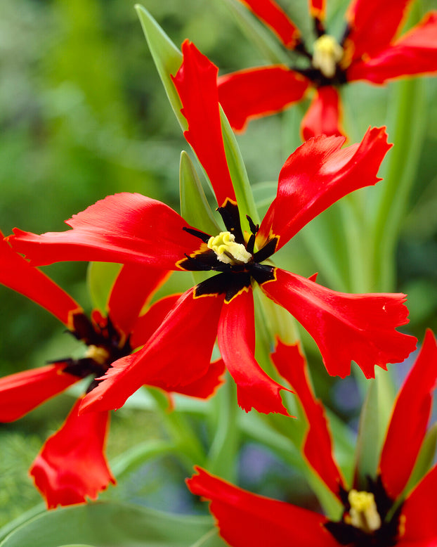 Tulip 'Exotic Bird'