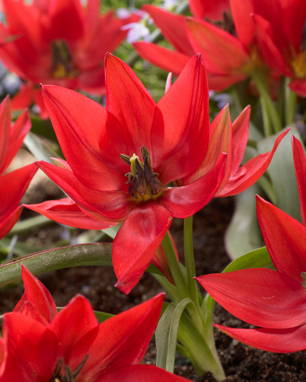 Tulip 'Fenna'