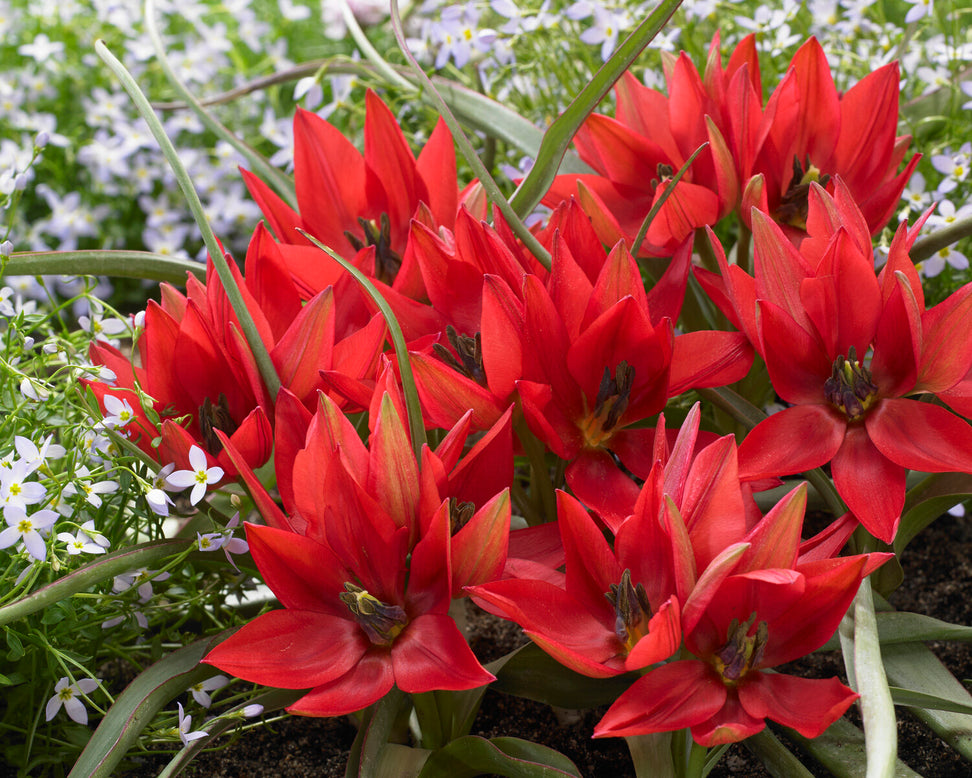 Tulip 'Fenna'