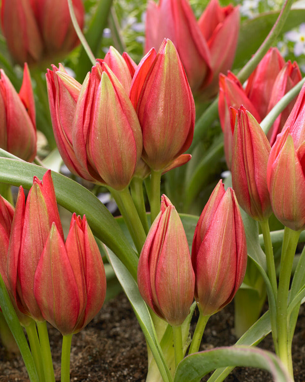 Tulip 'Fenna'