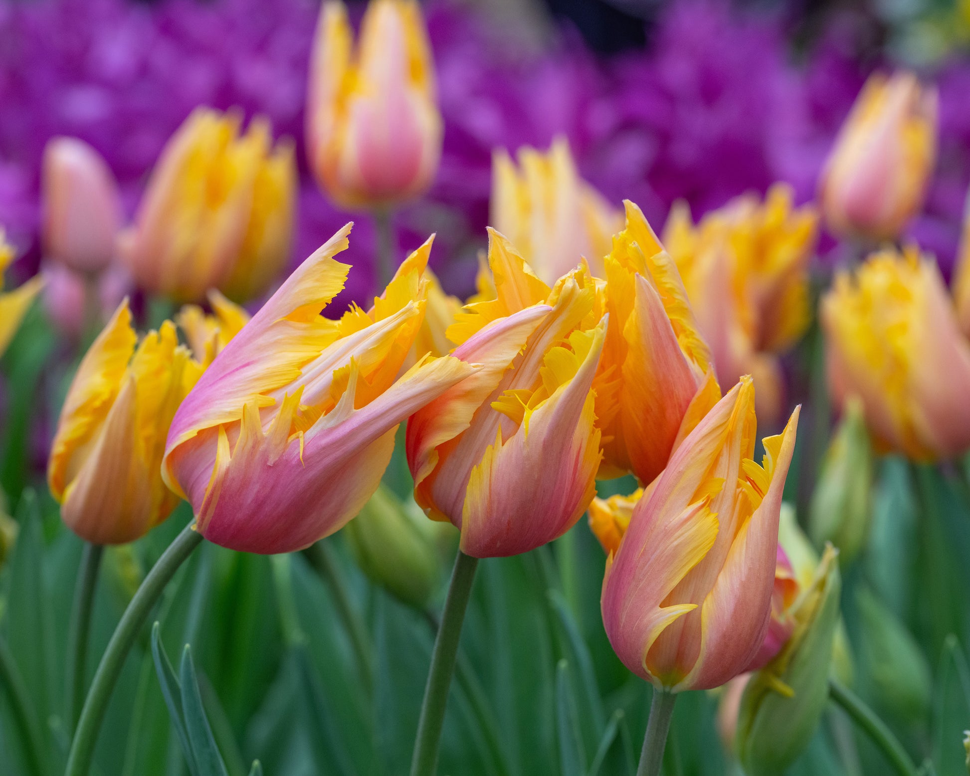 Tulip 'Flaming Memory' bulbs | Buy online at Farmer Gracy UK