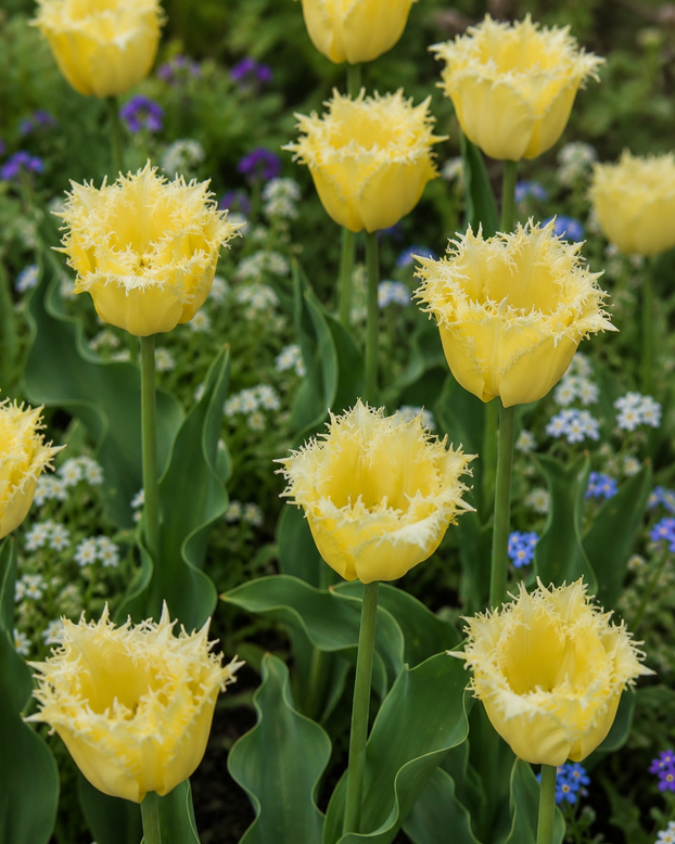 Tulip 'Fringed Lady'
