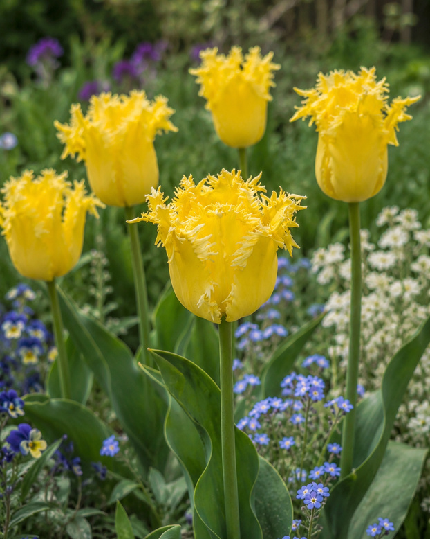 Tulip 'Fringed Lady'