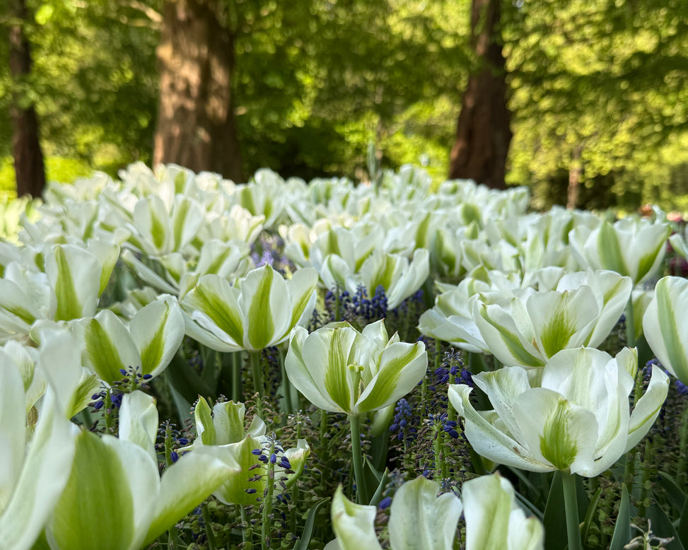 Tulip 'Green Day'