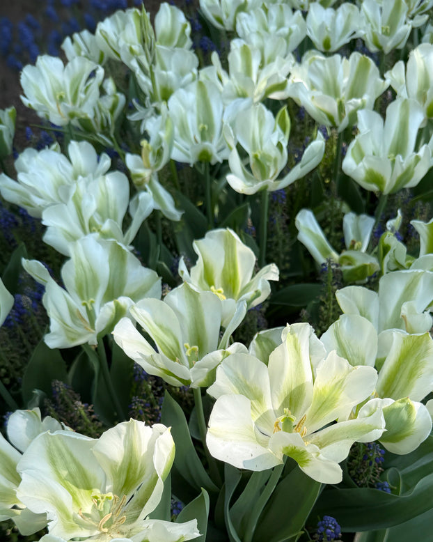 Tulip 'Green Day'