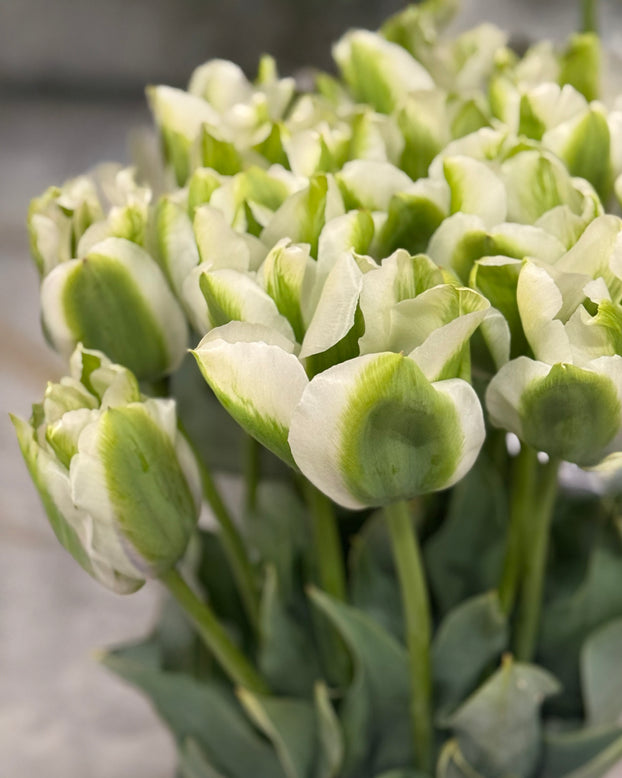Tulip 'Green Day'