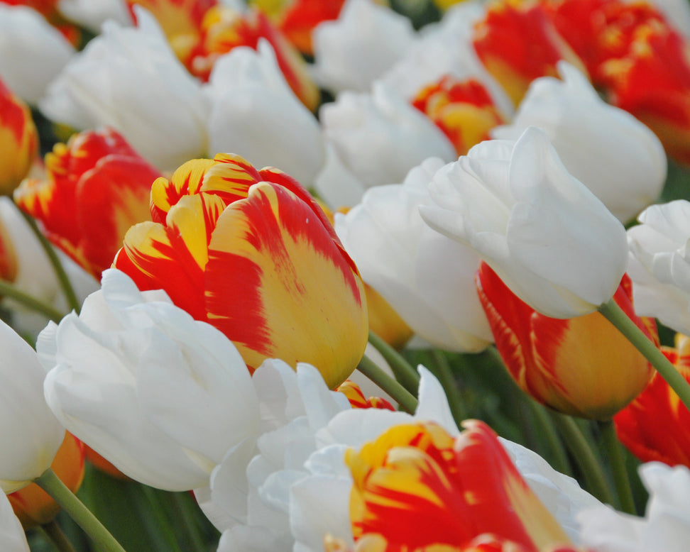 Tulip 'Hakuun'