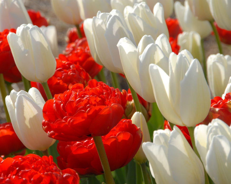 Tulip 'Hakuun'