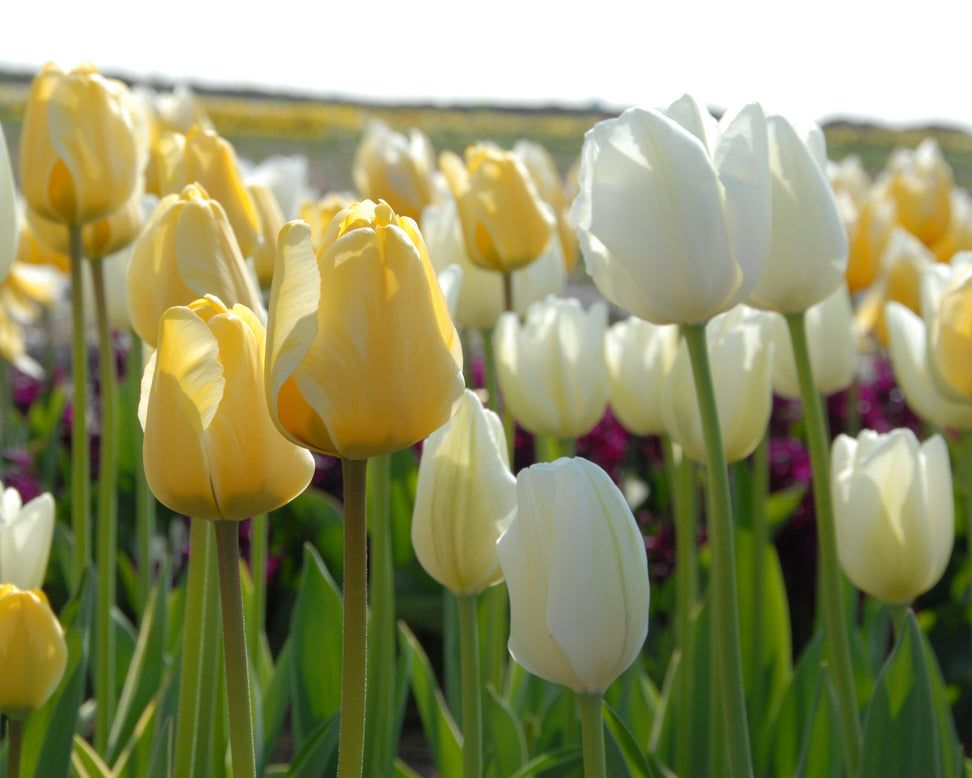 Tulip 'Hakuun'