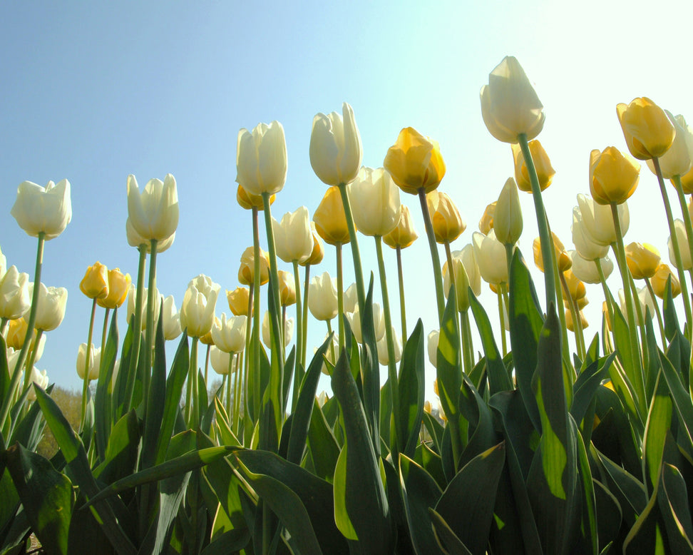 Tulip 'Hakuun'