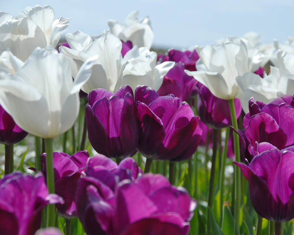 Tulip 'Hakuun'