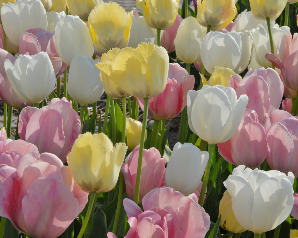 Tulip 'Hakuun'