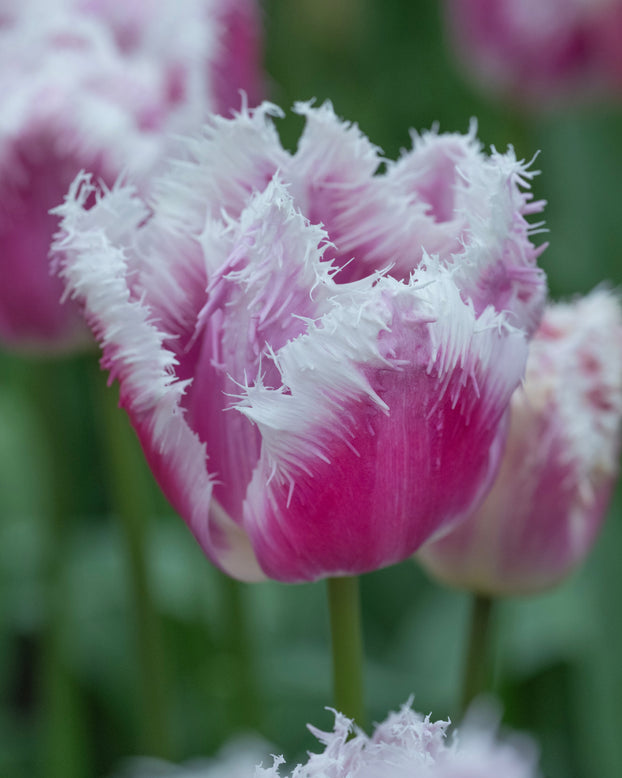 Tulip 'Hawaii'