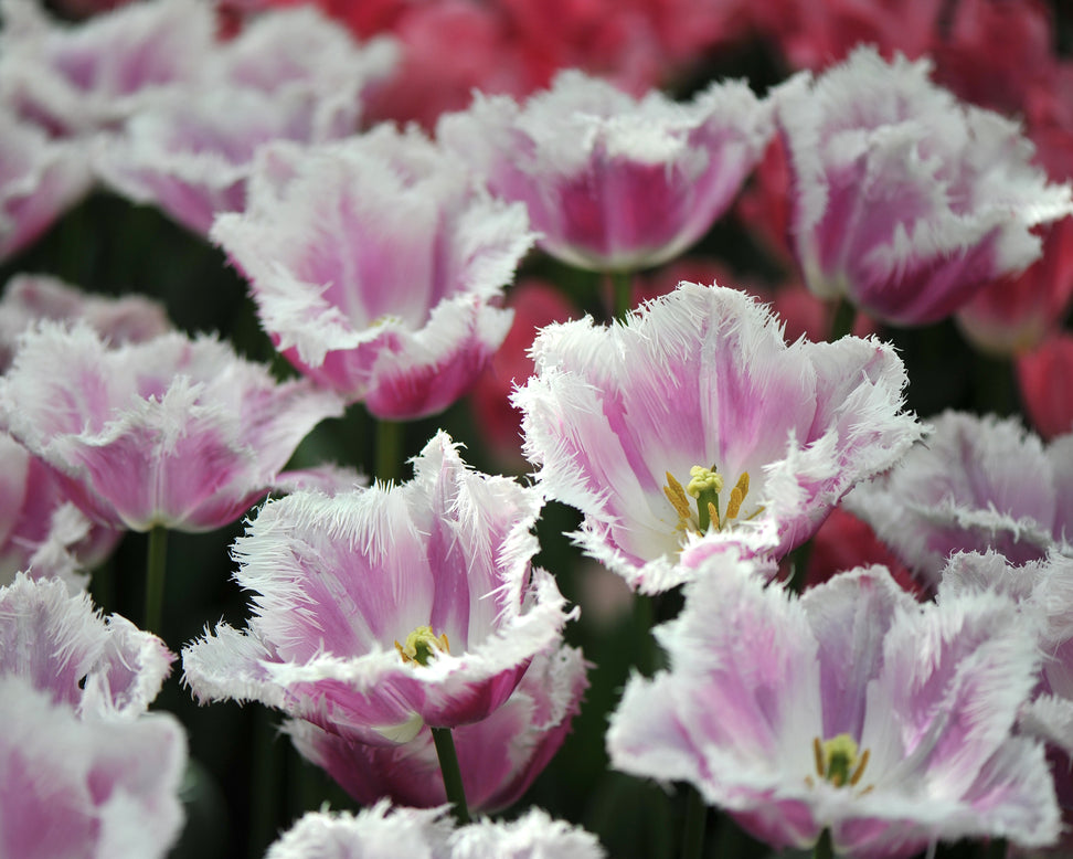 Tulip 'Hawaii'