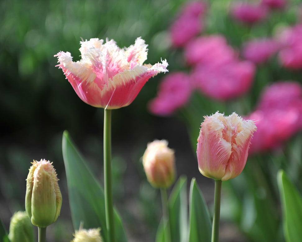 Tulip 'Hawaii'
