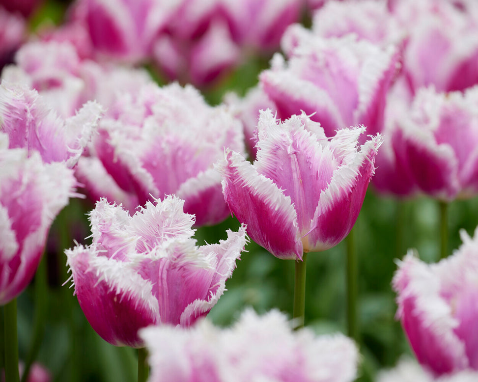 Tulip 'Hawaii'