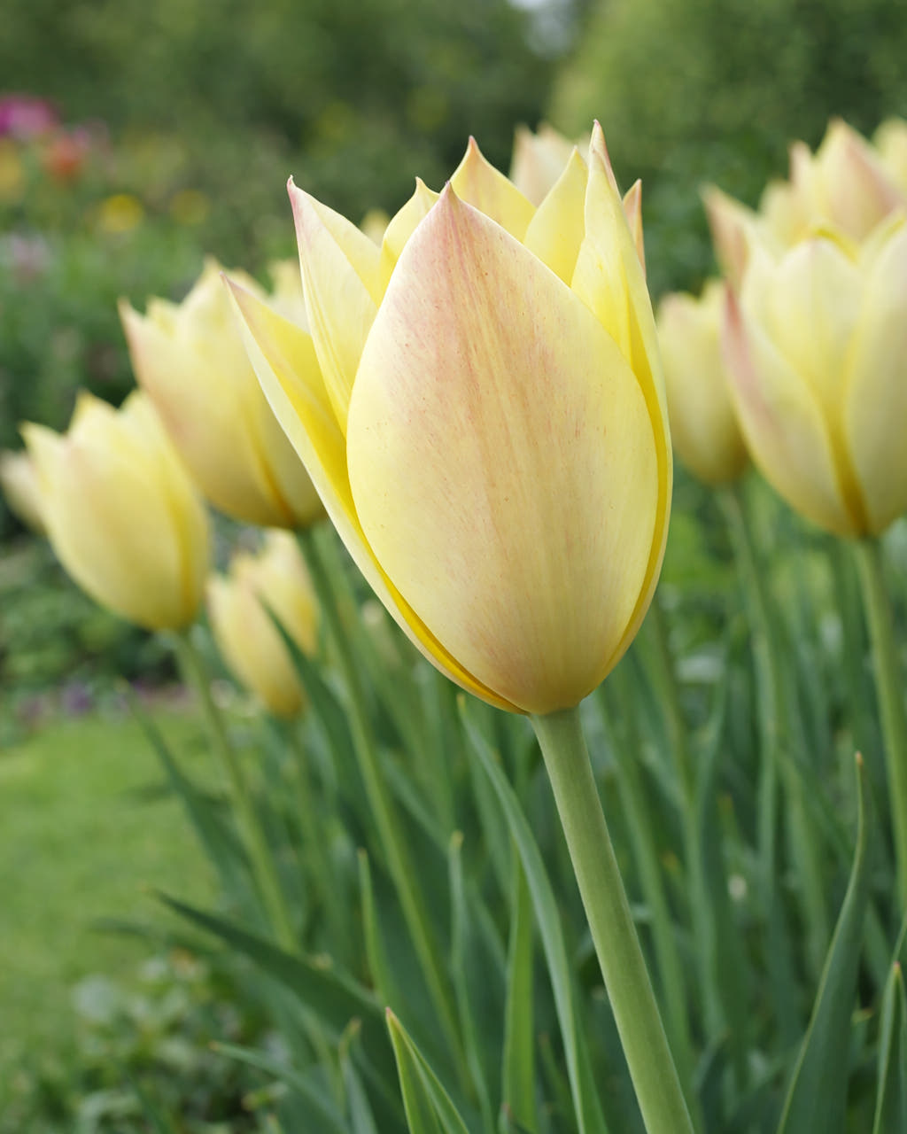Tulip 'Honky Tonk'