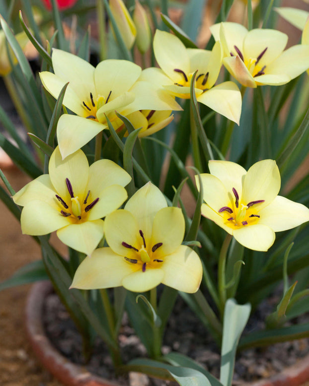 Tulip 'Honky Tonk'