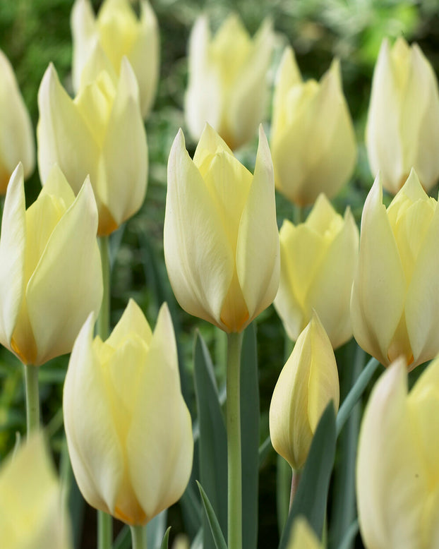 Tulip 'Honky Tonk'