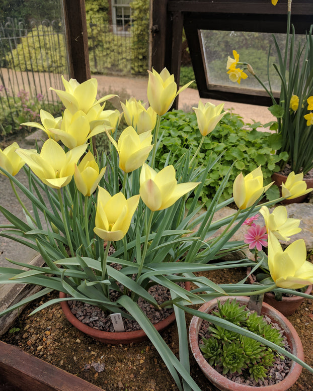 Tulip 'Honky Tonk'